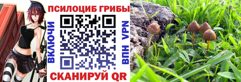 цены   Ногинск  Псилоцибиновые грибы прущие грибы 